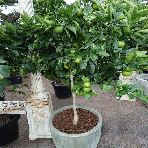 Savor the unique experience of picking fresh limes right from the tree, perfect for adding a zesty twist to your drinks or dishes.  Savor the unique experience of picking fresh limes right from the tree, perfect for adding a zesty twist to your drinks or dishes.